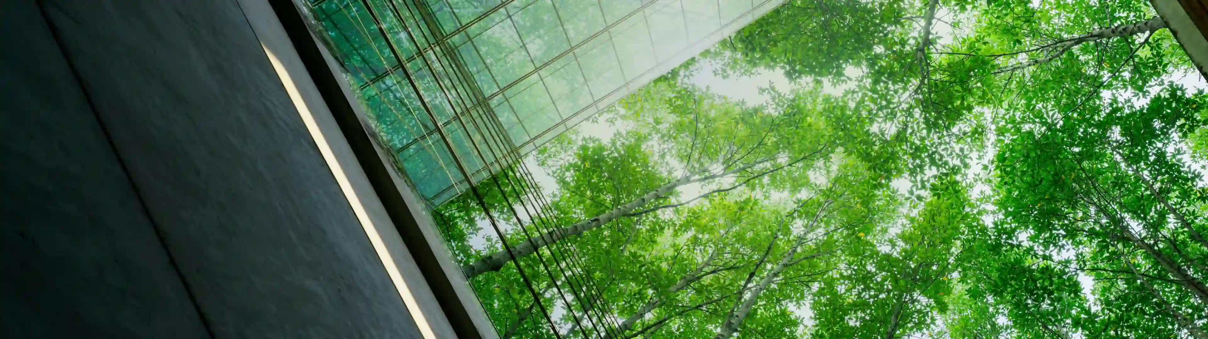 Comment organiser un événement RSE engageant pour ses collaborateurs ?